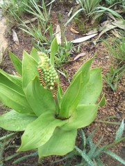 Schizocarphus nervosus