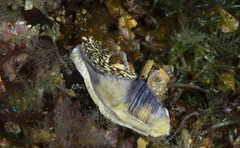 Hypselodoris jacksoni