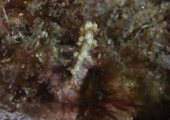 Nudibranchia