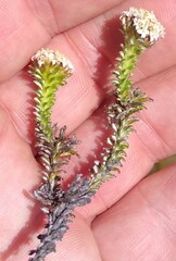 Elytropappus hispidus