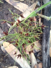 Cyperus semitrifidus