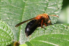 Vespa basalis