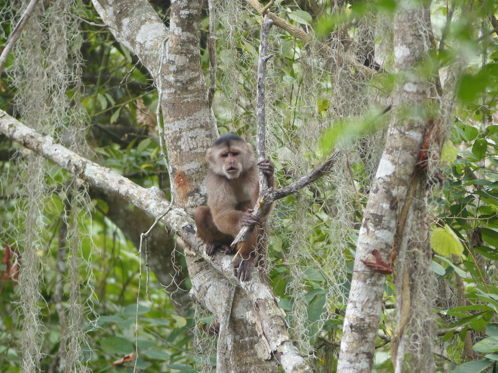 Ecuadorian White-fronted Capuchin