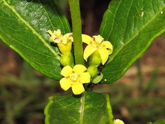 Fadogia