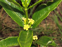 Fadogia