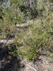 Grevillea sphacelata