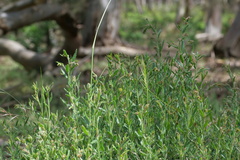 Gonocarpus elatus