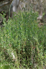 Gonocarpus elatus