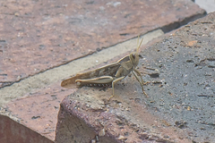 Acanthacris ruficornis