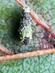 Phereoeca