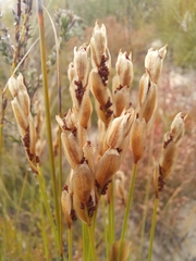 Elegia juncea