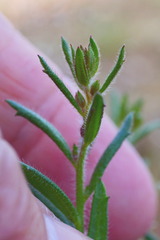 Gonocarpus elatus