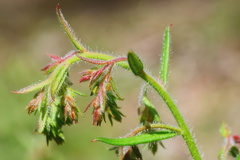 Gonocarpus elatus
