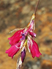 Dierama pictum