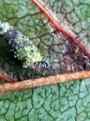 Phereoeca