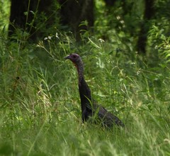 Meleagris gallopavo osceola