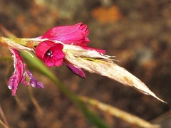 Dierama pictum