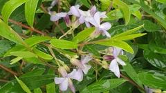 Billardiera cymosa