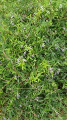 Billardiera cymosa