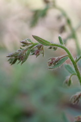 Gonocarpus elatus