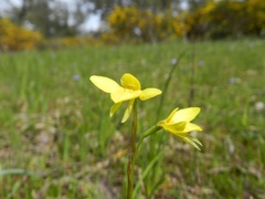 Diuris chryseopsis