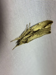 Ecnomodes sagittaria