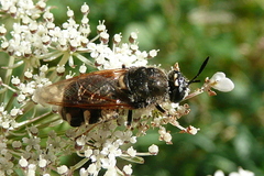 Stratiomys singularior