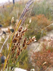 Elegia juncea