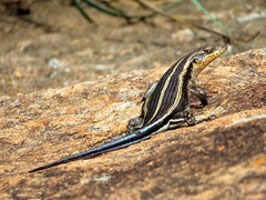 Trachylepis margaritifera