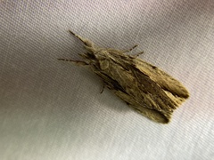 Ecnomodes sagittaria