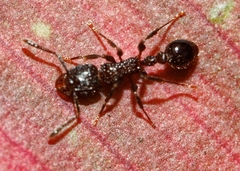 Tetramorium pacificum