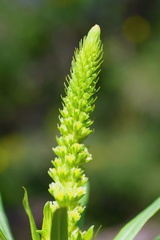 Reseda luteola