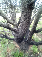 Protea roupelliae roupelliae