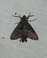 Macroglossum hirundo