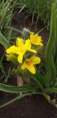 Hypoxis obtusa