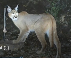 Caracal caracal caracal