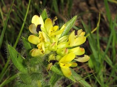 Leobordea foliosa