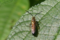 Phalerimeris phalerata