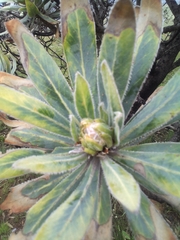 Protea roupelliae roupelliae