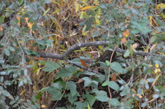 Erithacus rubecula rubecula