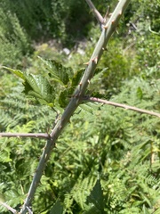 Rubus pinnatus