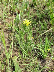 Leobordea foliosa