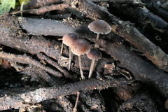 Psathyrella vinosofulva