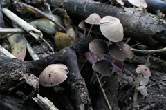 Psathyrella vinosofulva