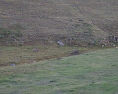 Cervus canadensis sibiricus