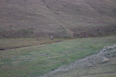 Cervus canadensis sibiricus