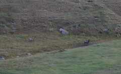 Cervus canadensis sibiricus