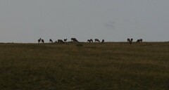 Cervus canadensis sibiricus