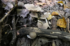 Coprinopsis melanthina
