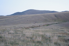 Cervus canadensis sibiricus